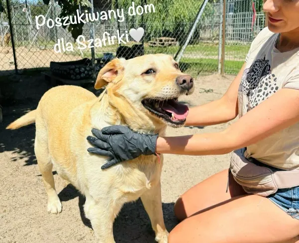 Pies do adopcji, Przyborówko, 17 czerwca 2024 (1/4)