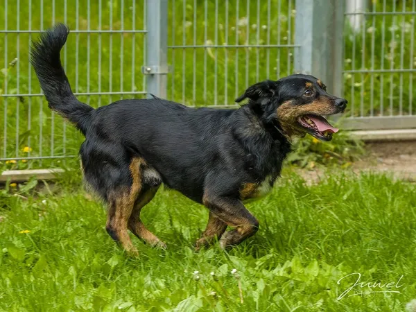 Pies do adopcji, Sopot, 3 czerwca 2024 (1/5)