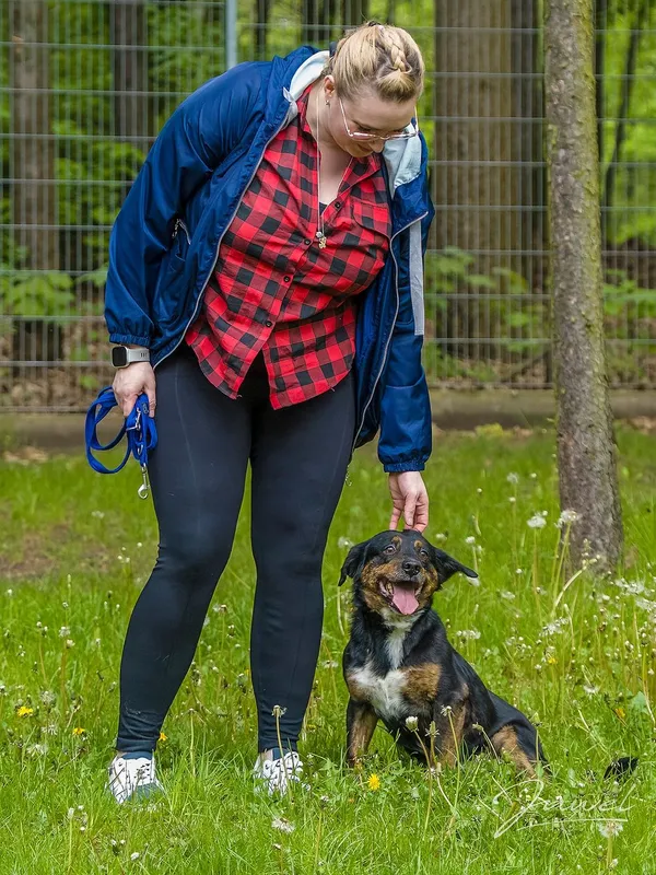 Pies do adopcji, Sopot, 3 czerwca 2024 (4/5)