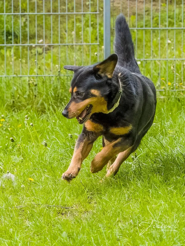 Pies do adopcji, Sopot, 3 czerwca 2024 (1/5)