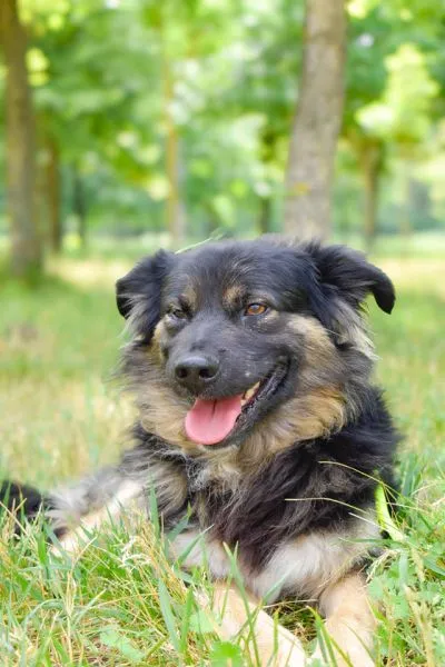 Pies do adopcji, Radom, 20 maja 2024