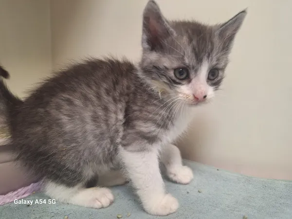 Kot do adopcji, Orzechowce, 4 czerwca 2024