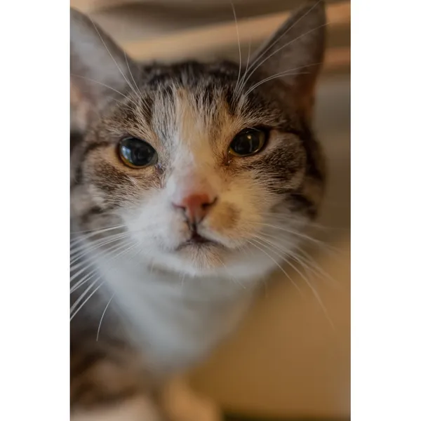 Znaleziono kota, Białystok, 3 czerwca 2024 (1/3)