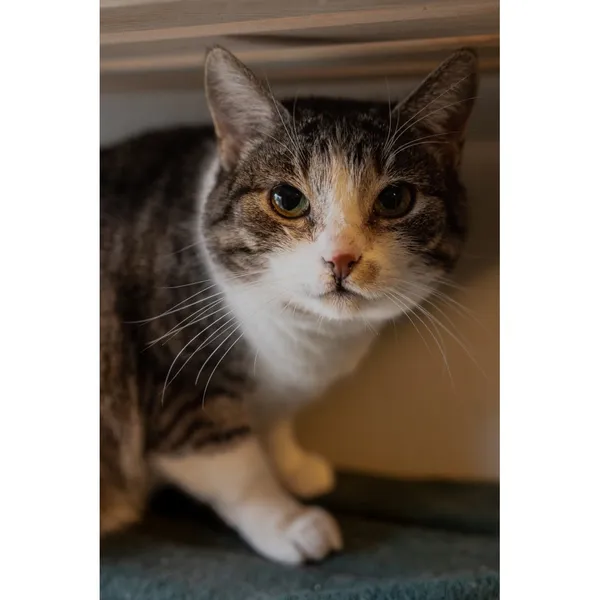 Znaleziono kota, Białystok, 3 czerwca 2024 (2/3)