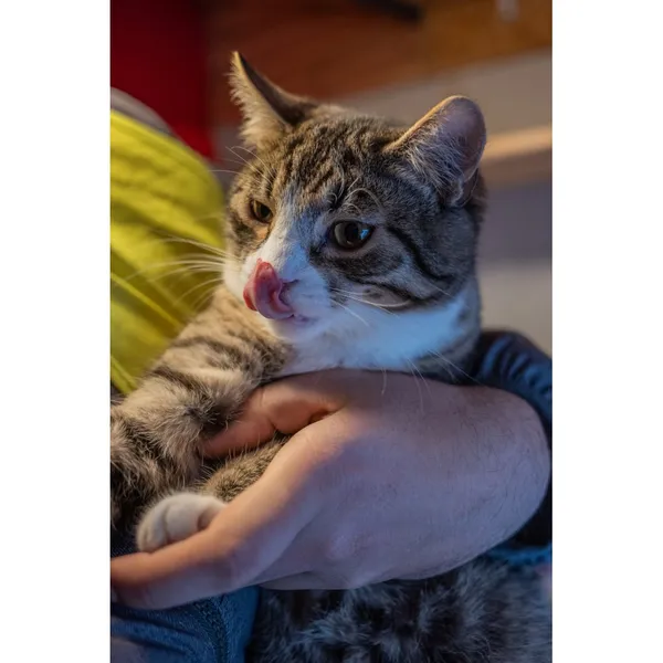 Znaleziono kota, Białystok, 3 czerwca 2024 (3/5)