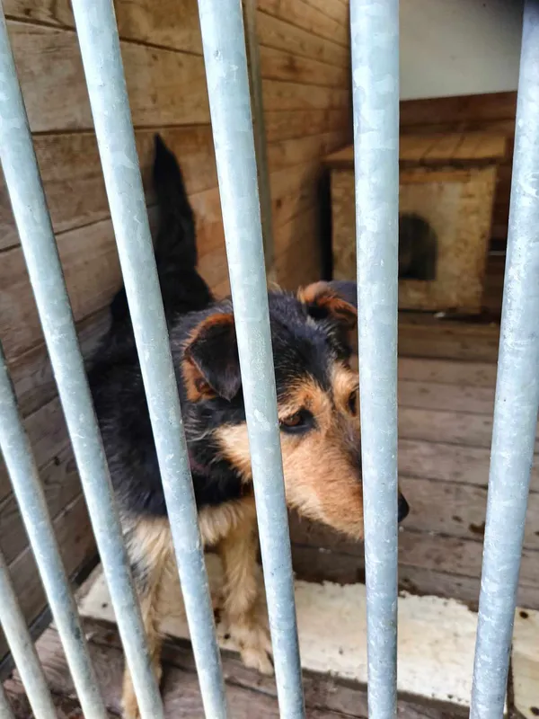 Pies do adopcji, Orzechowce, 3 czerwca 2024 (2/5)