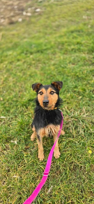 Pies do adopcji, Orzechowce, 3 czerwca 2024 (3/5)