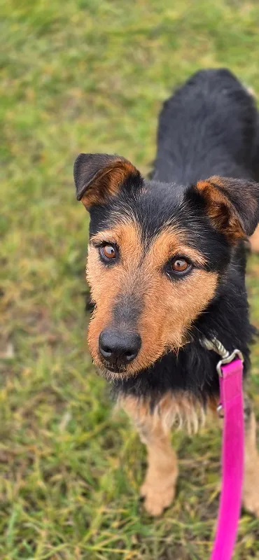 Pies do adopcji, Orzechowce, 3 czerwca 2024 (5/5)