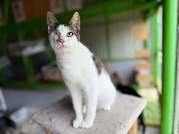 Znaleziono psa, Chojnice, 4 czerwca 2024 (2/2)