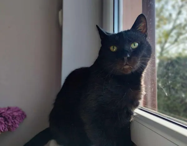 Znaleziono kota, Chojnice, 4 czerwca 2024