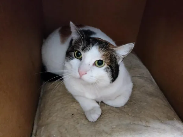 Znaleziono kota, Chojnice, 4 czerwca 2024