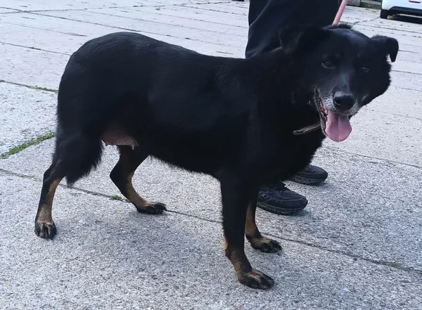 Znaleziono psa, Pieckowo, 4 czerwca 2024 (3/4)