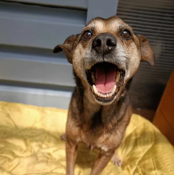 Znaleziono psa, Chojnice, 4 czerwca 2024 (1/2)