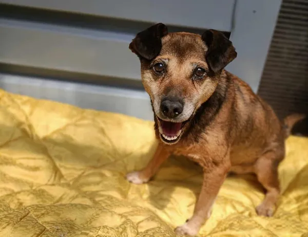 Znaleziono psa, Chojnice, 4 czerwca 2024 (2/2)