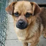 Pies do adopcji