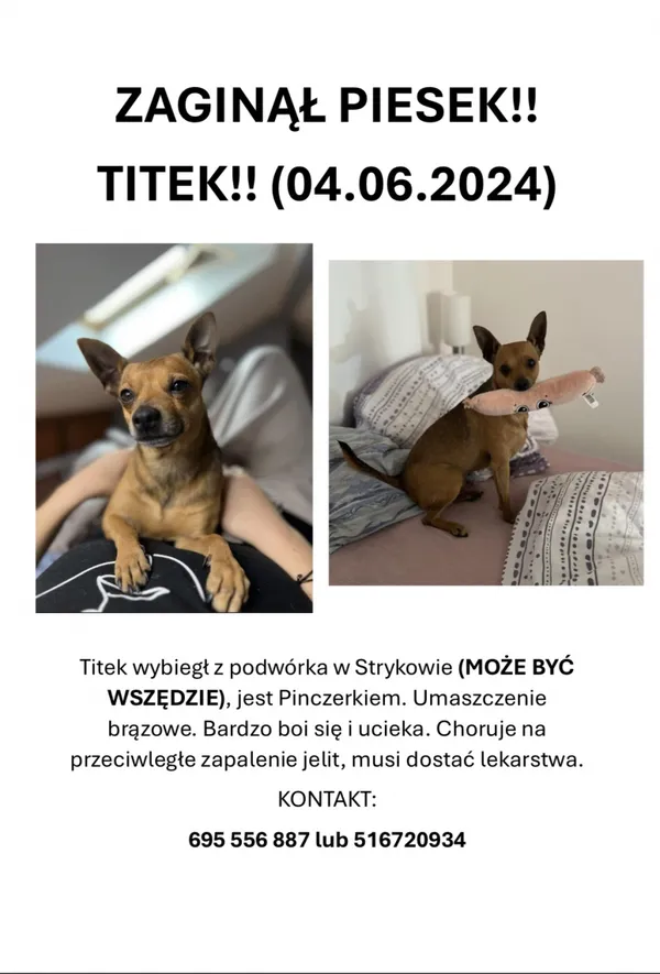 Zaginął pies, Łódź, 5 czerwca 2024