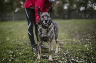 Pies do adopcji, Oborniki, 10 kwietnia 2021 (1/5)