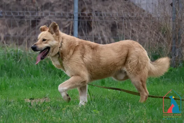 Pies do adopcji, Grudziądz, 21 maja 2024 (1/5)