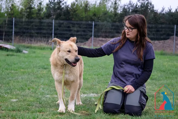 Pies do adopcji, Grudziądz, 21 maja 2024 (2/5)
