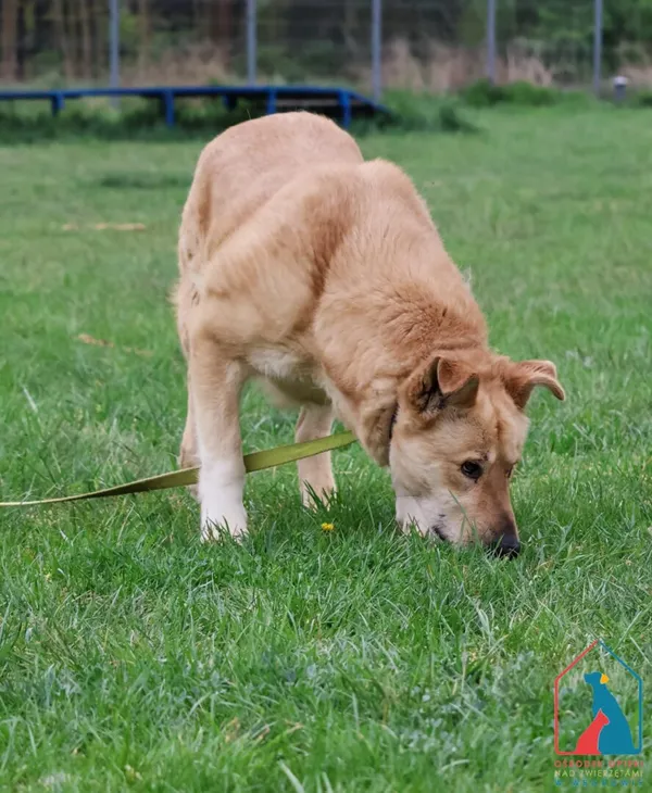 Pies do adopcji, Grudziądz, 21 maja 2024 (3/5)