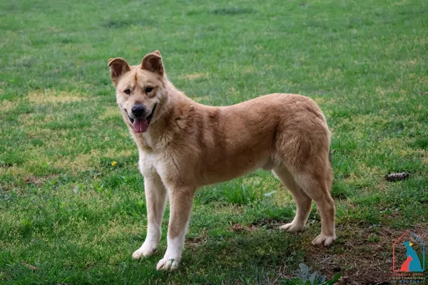 Pies do adopcji, Grudziądz, 21 maja 2024 (4/5)