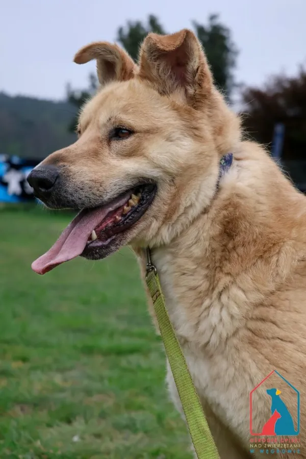 Pies do adopcji, Grudziądz, 21 maja 2024 (5/5)