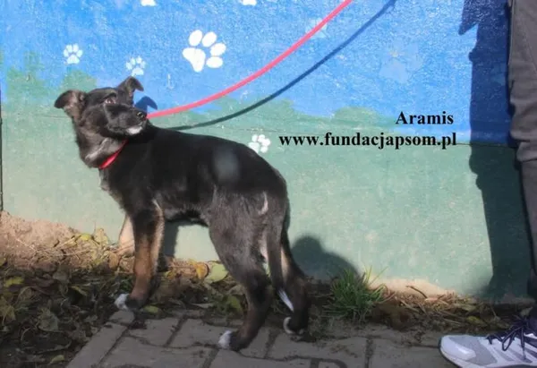 Pies do adopcji, Nowy Dwór Mazowiecki, 19 listopada 2025 (4/5)