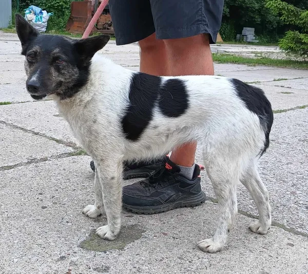 Znaleziono psa, Pieckowo, 10 czerwca 2024 (2/2)