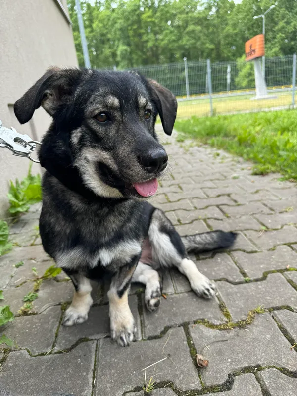 Pies do adopcji, Kielce, 10 czerwca 2024