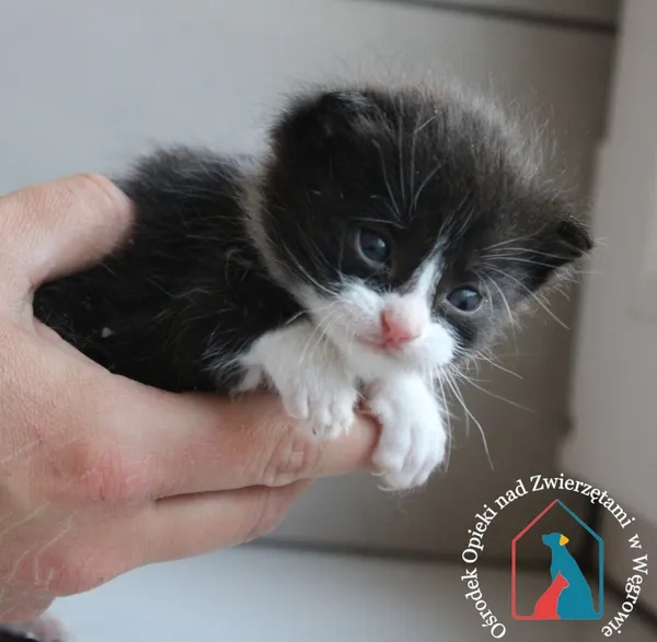 Kot do adopcji, Węgrowo, 7 czerwca 2024