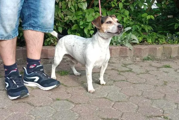 Znaleziono psa, Toruń, 5 czerwca 2024