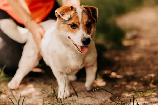 Pies do adopcji, Czartki, 11 czerwca 2024 (1/5)