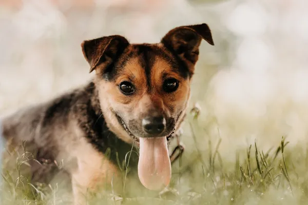 Pies do adopcji, Czartki, 12 czerwca 2024 (3/5)