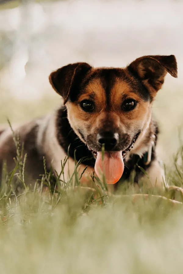 Pies do adopcji, Czartki, 12 czerwca 2024 (4/5)