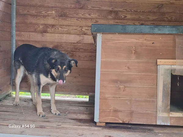 Pies do adopcji, Orzechowce, 12 czerwca 2024 (1/5)