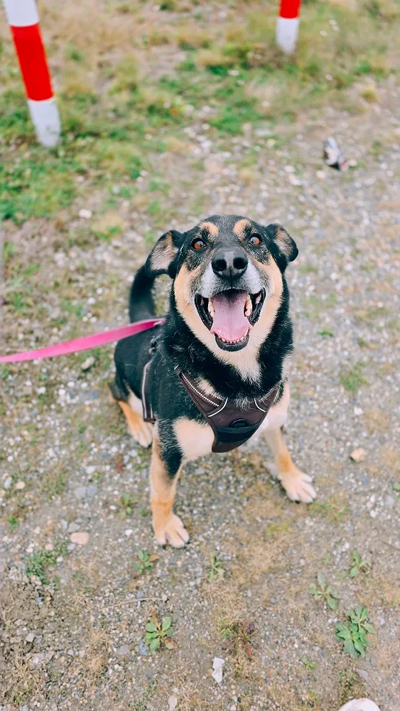 Pies do adopcji, Orzechowce, 12 czerwca 2024 (2/5)