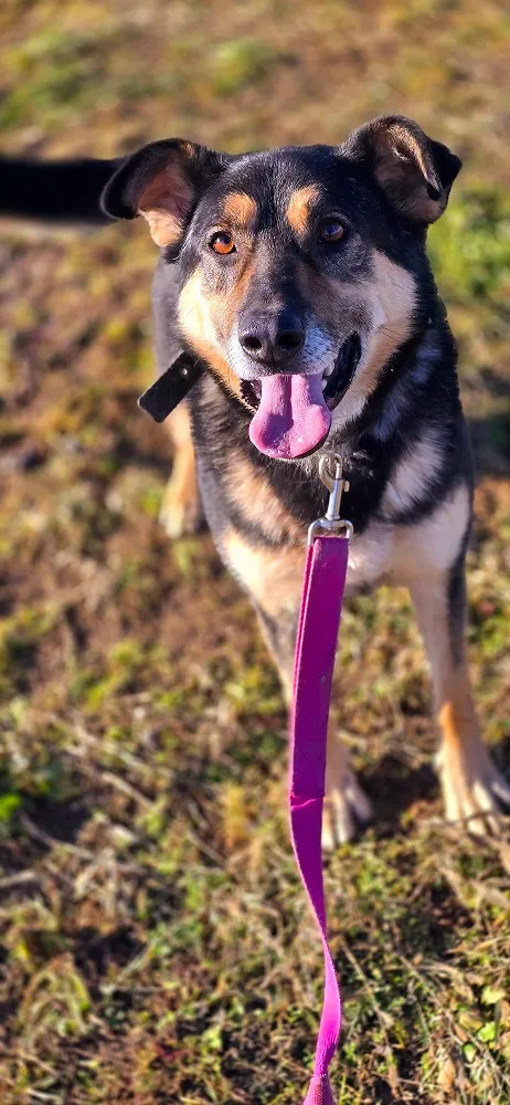 Pies do adopcji, Orzechowce, 12 czerwca 2024 (4/5)