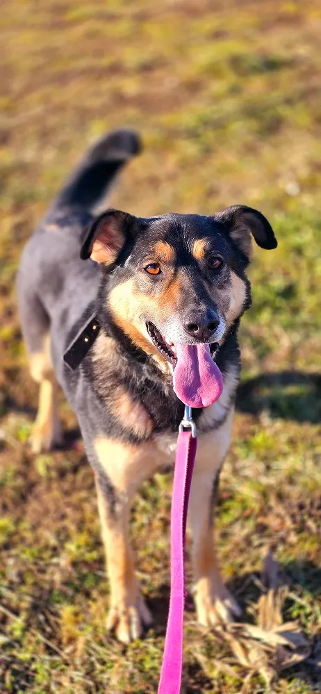 Pies do adopcji, Orzechowce, 12 czerwca 2024 (5/5)