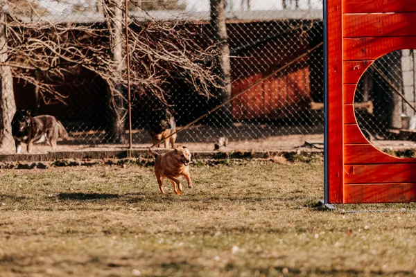 Pies do adopcji, Czartki, 13 czerwca 2024 (1/5)