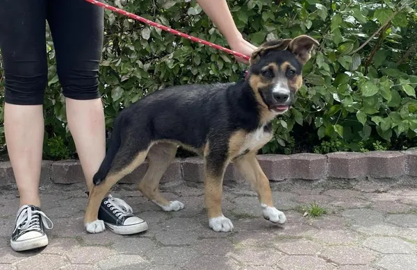 Znaleziono psa, Toruń, 10 czerwca 2024