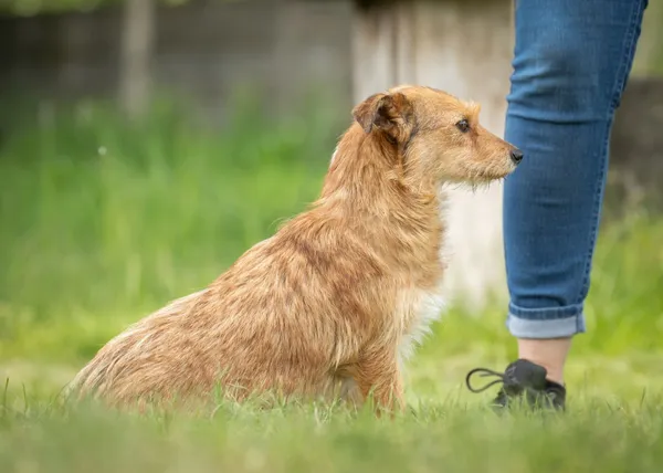 Pies do adopcji, Bełchatów, 12 kwietnia 2024 (2/5)