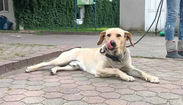 Znaleziono psa, Toruń, 12 czerwca 2024