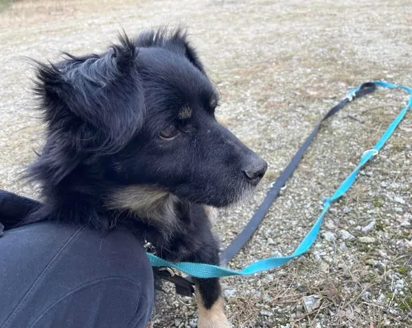 Pies do adopcji, Przyborówko, 10 marca 2025 (1/5)