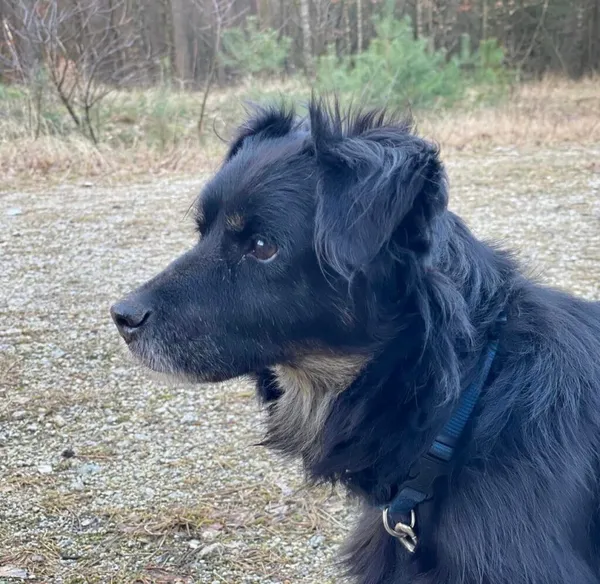 Pies do adopcji, Przyborówko, 10 marca 2025 (3/5)