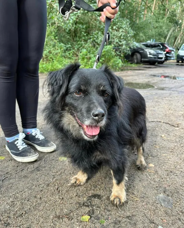 Pies do adopcji, Przyborówko, 10 marca 2025 (5/5)