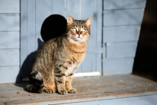 Kot do adopcji, Piła, 4 lipca 2023 (1/5)