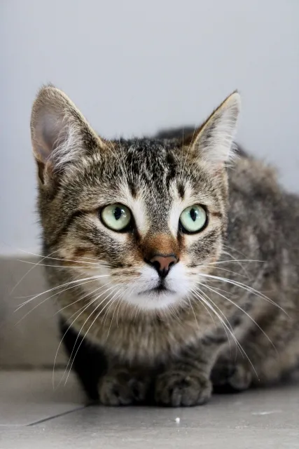 Kot do adopcji, Piła, 4 lipca 2023 (2/5)