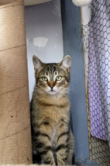 Kot do adopcji, Piła, 4 lipca 2023 (4/5)