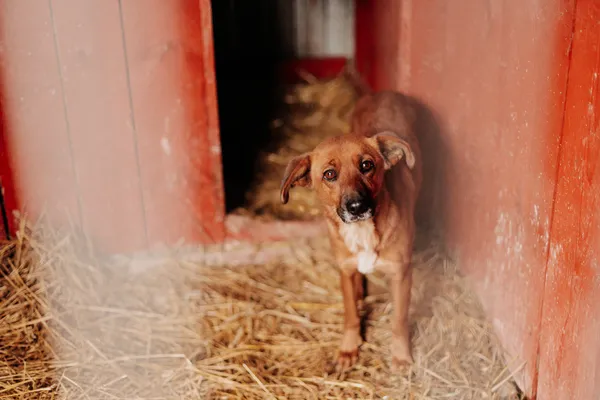 Pies do adopcji, Czartki, 22 grudnia 2023 (1/3)