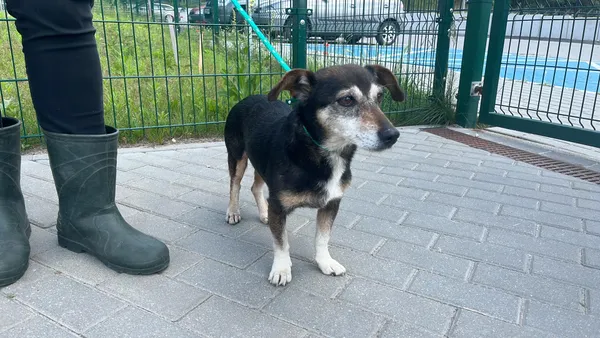 Znaleziono psa, Bydgoszcz, 9 czerwca 2024
